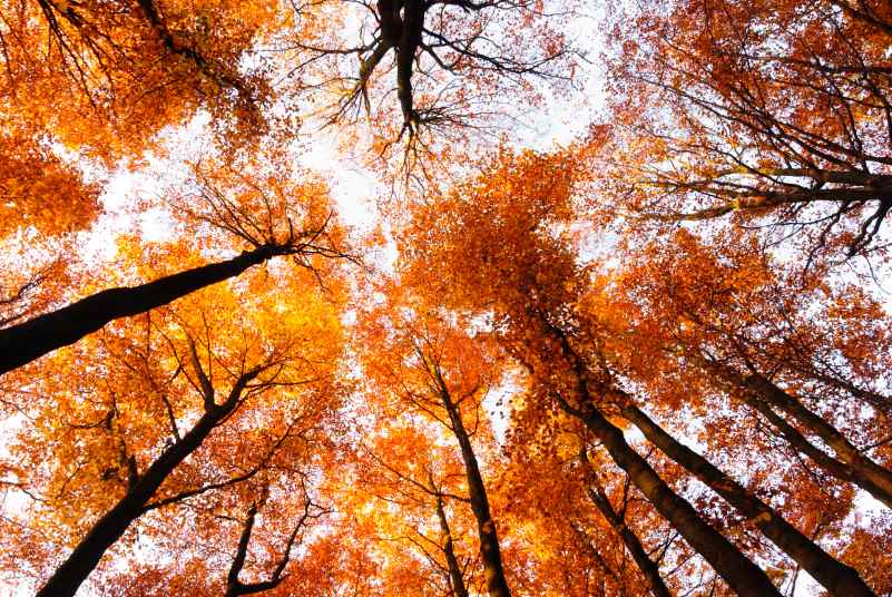 walk and talk therapy sessions, eco-therapy